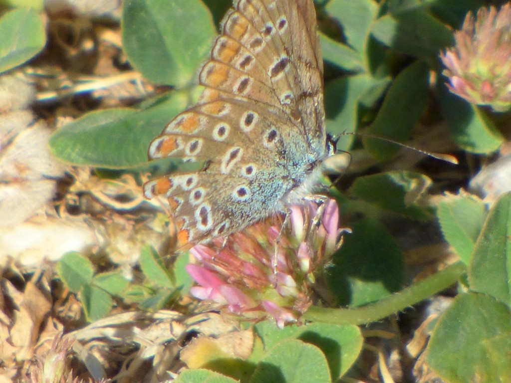 Polyommatus Bellargus?